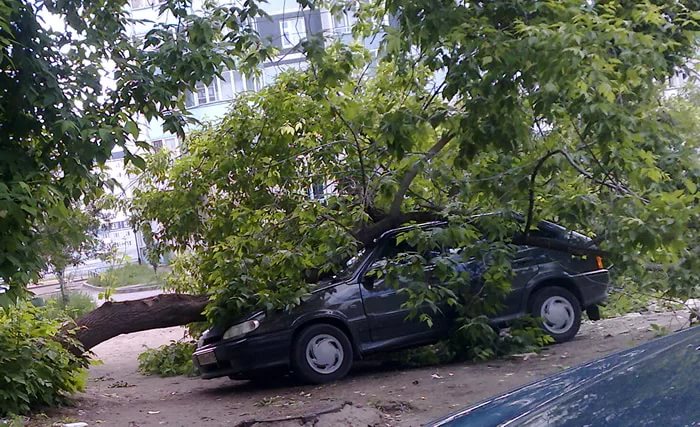 Что делать, если на машину упало дерево?