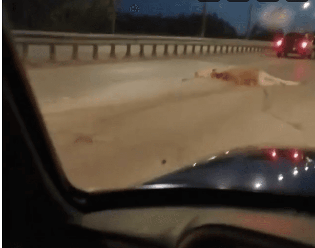 На Производственной под колеса машины выбежал лось