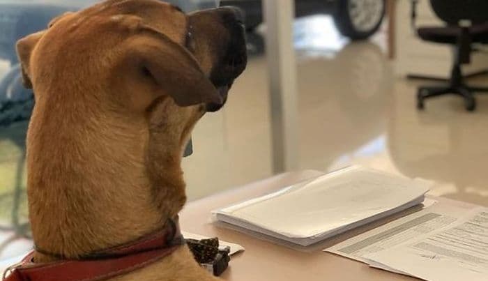 В одном из дилерских центров Hyundai теперь работает пёсик: это самая милая новость