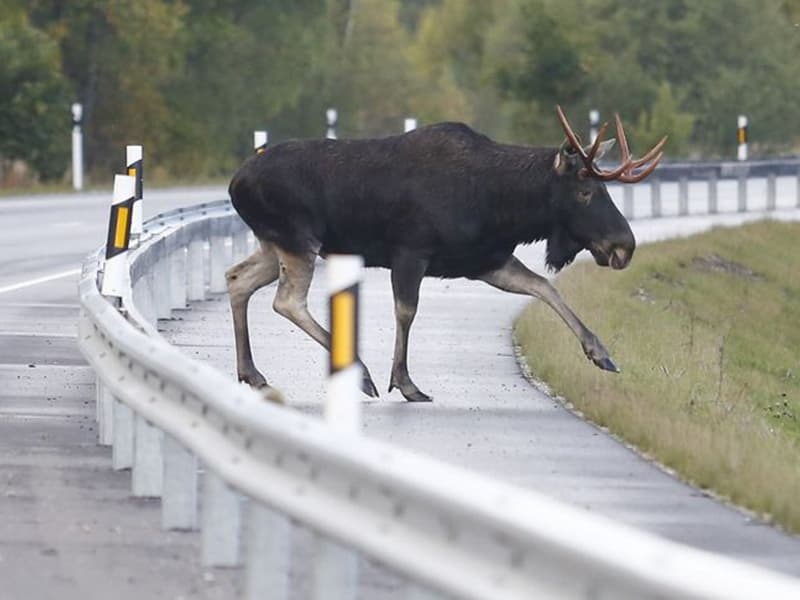 Жителей Кировской области предупредили о лосях на дорогах