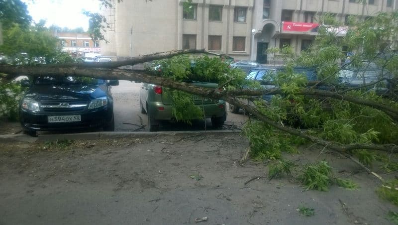 На машину упало дерево. Кто возместит ущерб?