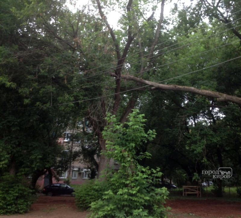 Над вашим двором нависло упавшее дерево. Куда обращаться?