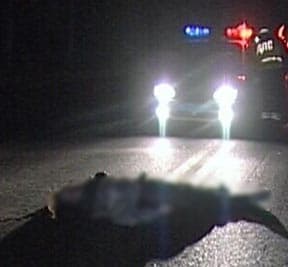 ДТП: 2 километра водитель тащил пешехода, которого сбил