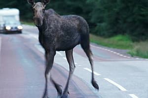 Внимание: на дорогах лоси!