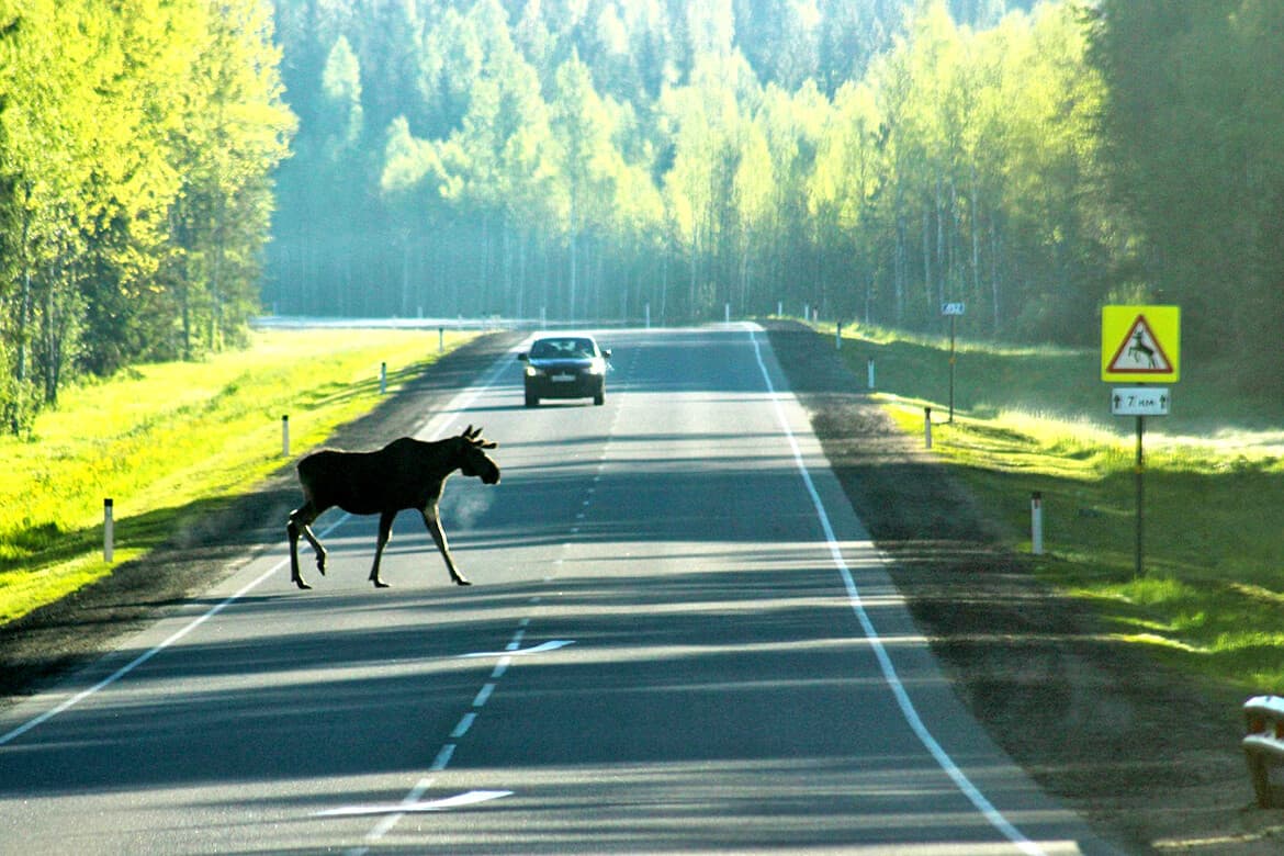 Штраф почти 200 000 рублей за животное: кто получит, а кто сможет избежать ответственности