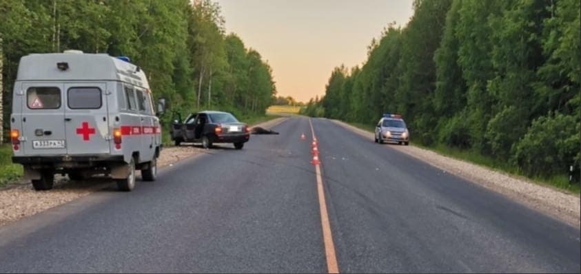 Названы дороги Кировской области, где чаще всего происходят ДТП с дикими животными