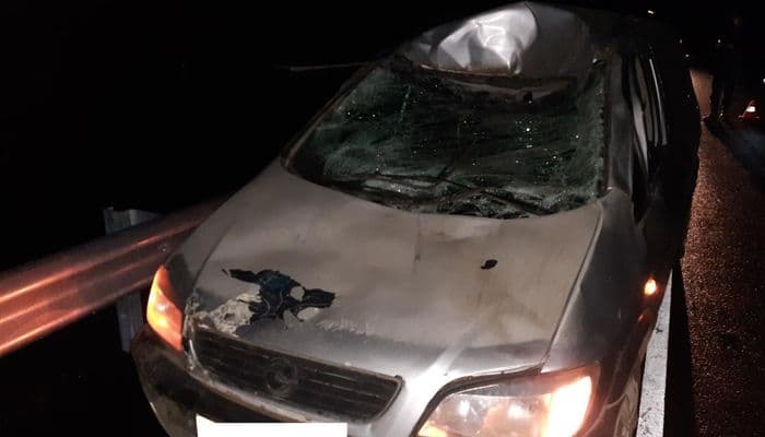 Лоси на дорогах: в Мурашинском районе мужчина на «Опеле» сбил животное