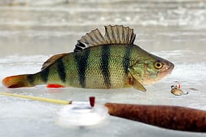 А вы готовы к зимней рыбалке?