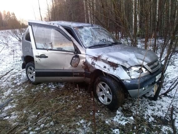 Из-за лося на трассе пострадал водитель «Шевроле»