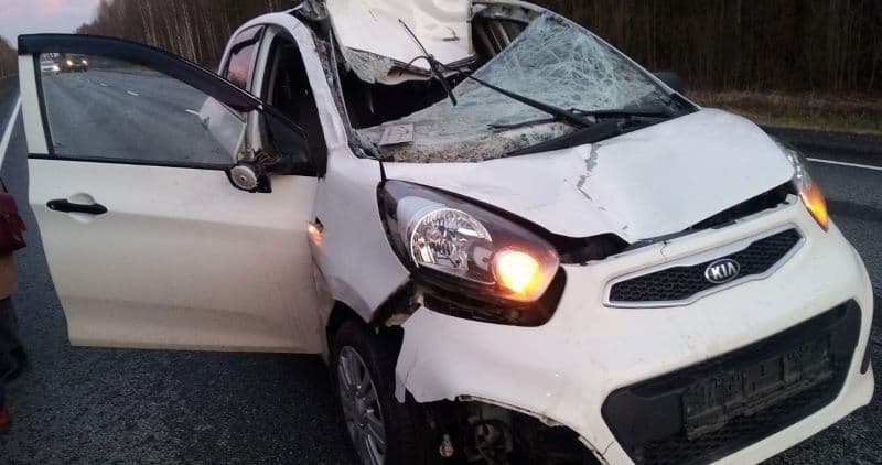 В Кировской области на трассу выбежал лось: водитель получила травмы