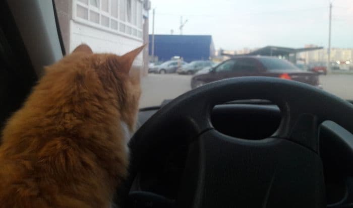 Как не попасть на эвакуатор и в каких случаях автоэвакуатор не имеет права забрать ваше авто?