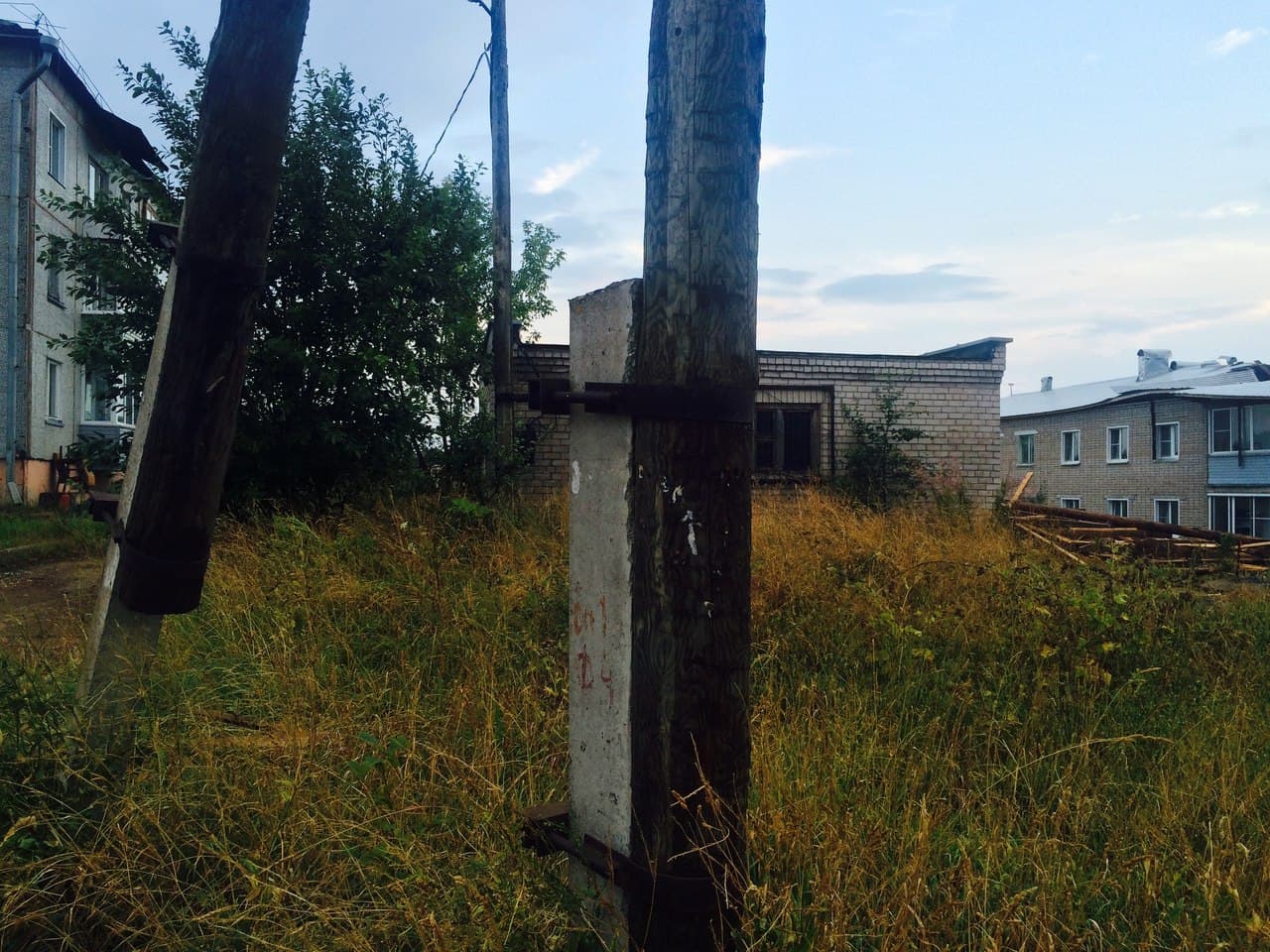  Чудеса природы: сломанное ветром дерево упало между двумя припаркованными авто