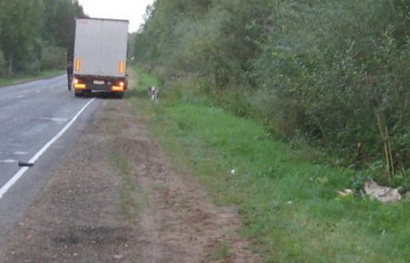 Задержан водитель «Валдая», насмерть сбивший женщину на яранской трассе