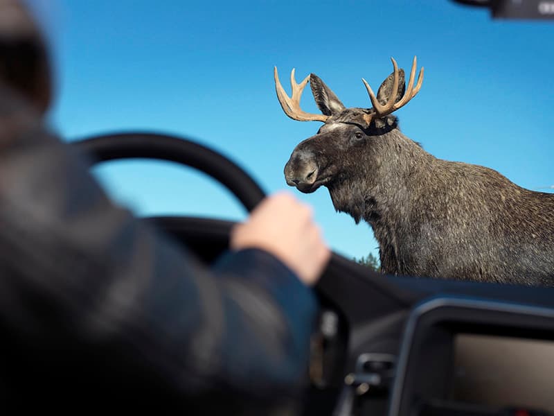 Осенний сезон ДТП: лоси выходят на дороги