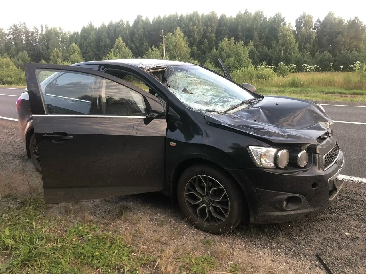 Под Котельничем водитель на «Авео» сбил лося: есть пострадавшие