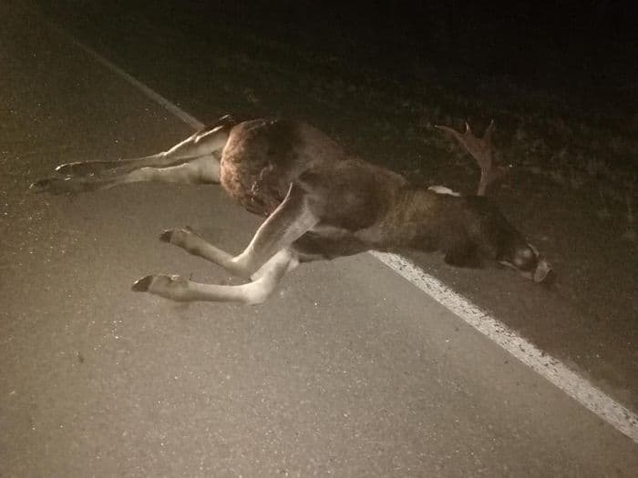 “Четырнадцатая” влетела в лося: три человека госпитализированы