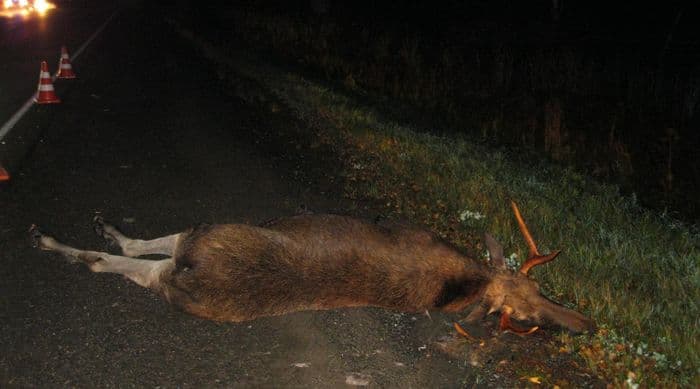 Очередной лось сбит в Кировской области