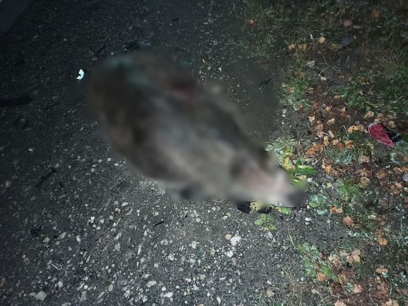 На Советском тракте дикий кабан стал причиной крупного ДТП