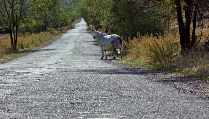 В Кировской области по трассе гуляют кони 