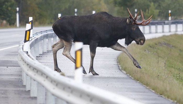 Жителей Кировской области предупредили о лосях на дорогах