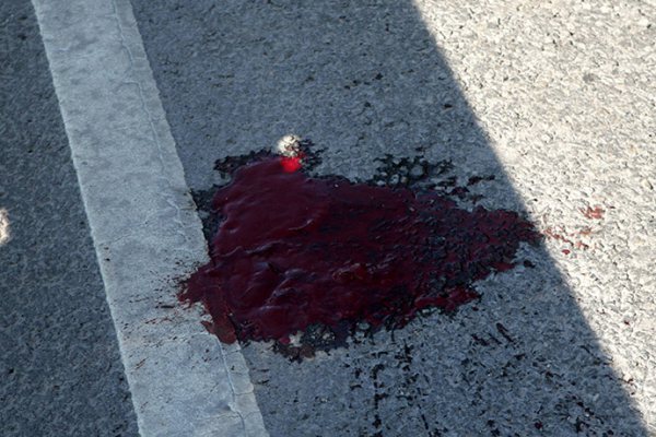 В Белохолуницком районе ВАЗ сбил лося: в аварии погибла пассажирка машины