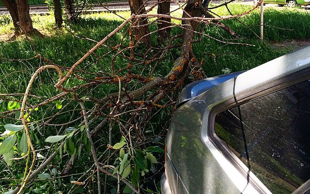 В Кирове сильный ветер уронил дерево на машины 