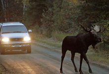 Ночью на трассе Киров-Пермь водитель ВАЗа сбил лося
