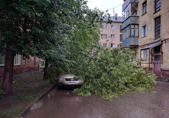 Шквалистый ветер в Кирове повалил деревья на автомобили