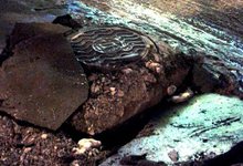 При уборке снега в Кирове дорожники повредили тепловые камеры