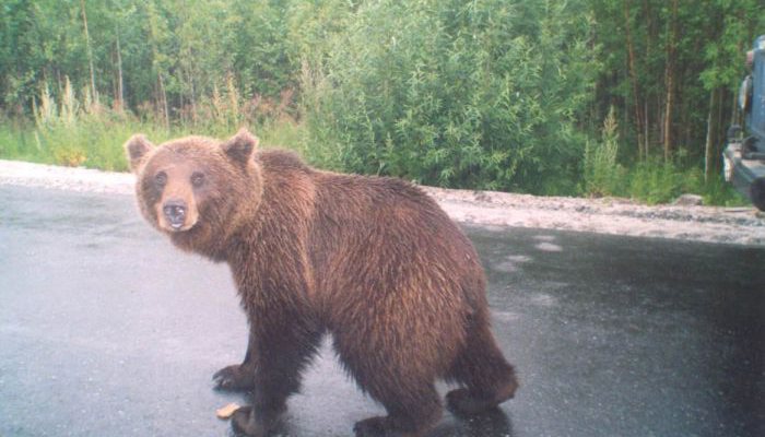 В Оричевском районе медвежонок попал под машину