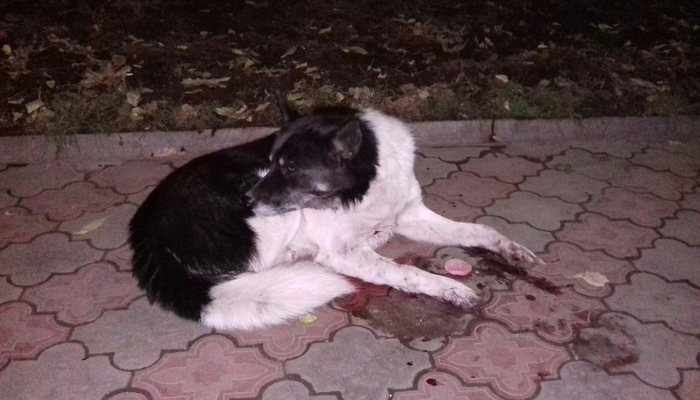 Котельничанин спас пса, истекающего кровью после ДТП