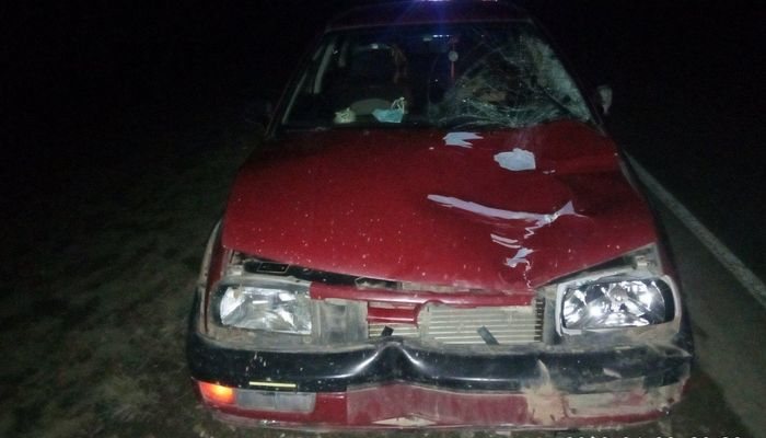 Одно ДТП за выходные в Кировской области: пострадали женщина, две машины и лось