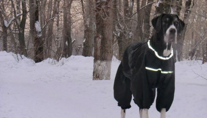 В Нововятске сбили собаку, которая шла с хозяином