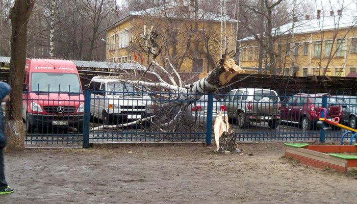 В Кирове ветер свалил березу на припаркованные машины