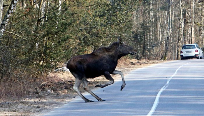 В Кировской области лось выскочил под два автомобиля 