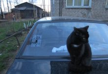 ОСАГО: 7 самых частых жалоб автовладельцев на страховые компании