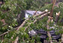 Из-за сильного ветра рвались электросети и ломались деревья