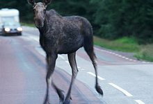 Внимание: на дорогах лоси!