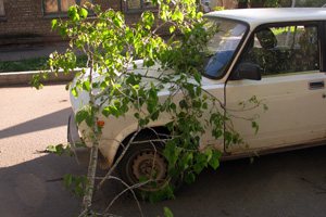 Ветреная погода: на Цеховой упавшая ветка накрыла автомобиль