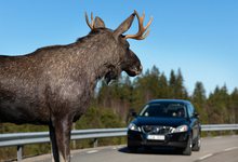 ДТП с животными. Выход лосей на трассу предотвратить нельзя