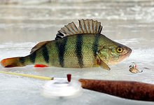 А вы готовы к зимней рыбалке?