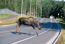 На трассе Подгорянка-Шихово лоси кидаются под машины 