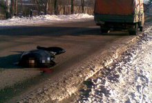 «Газель» задавила поскользнувшегося пешехода