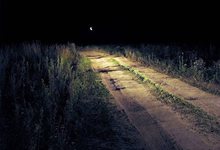 За сутки кировские водители сбили двух лосей 