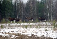 Охотоведы отпугивают лосей, вышедших днем к трассе