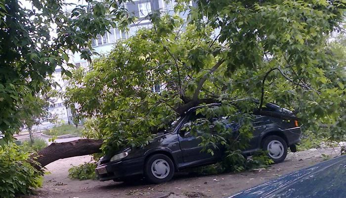 Упало дерево на машину: что делать и куда обращаться