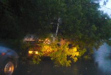 На Горбуновой дерево упало на машину