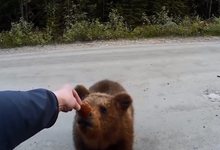 Медвежата вышли на дорогу и ели с рук хлеб и творог