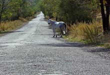 В Кировской области по трассе гуляют кони 