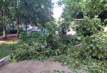 Деревья валятся на машины